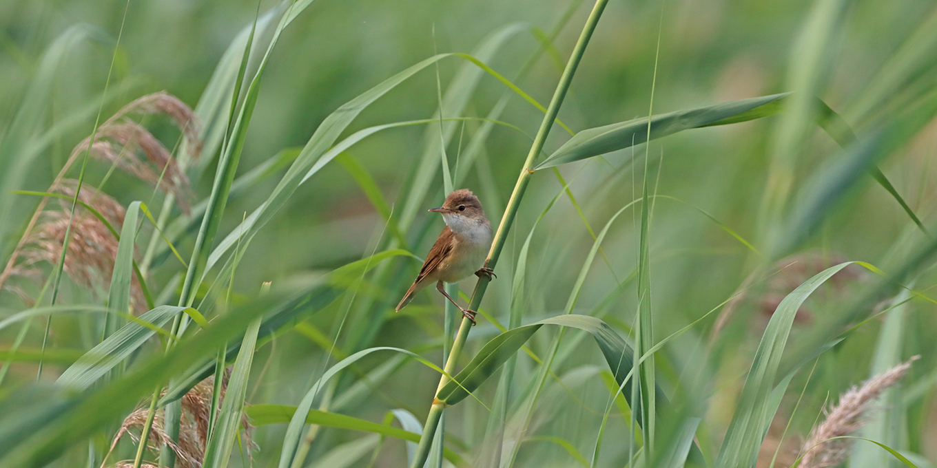 Les oiseaux des roselières